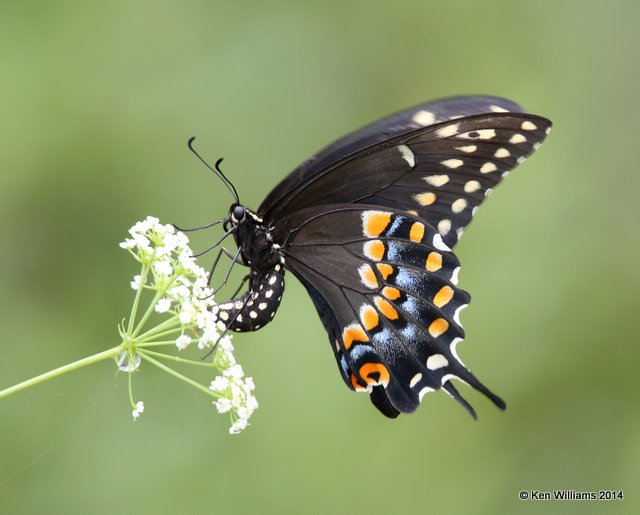 Black Swallowtail, Francis Marion National Forest, SC, 8-10-14,  Jp_020001.JPG