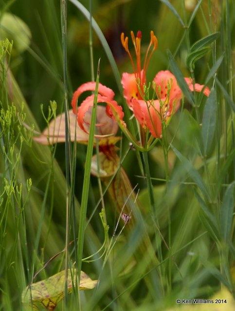 Catesby's (Pine) Lily - Lilium catesbaei, Francis Marion National Forest, SC, 8-10-14,  Jp_020090.JPG