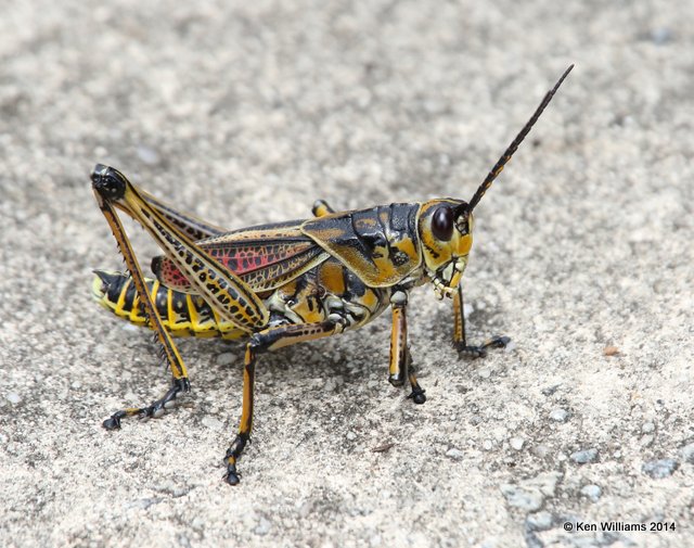Eastern Lubber Grasshopper, Romalea microptera, Brookgreen Gardens, SC, 8-9-14, Jp_019798.JPG