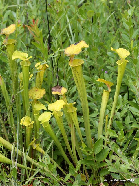 Green Pitcher Plant, Francis Marion National Forest, SC, 8-10-14,  Jp_020068.JPG