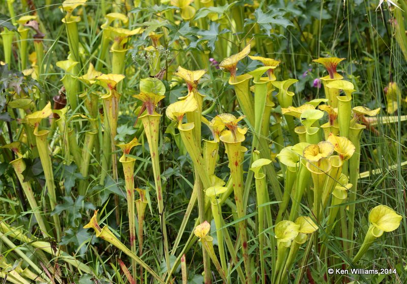 Green Pitcher Plant, Francis Marion National Forest, SC, 8-10-14,  Jp_020076.JPG