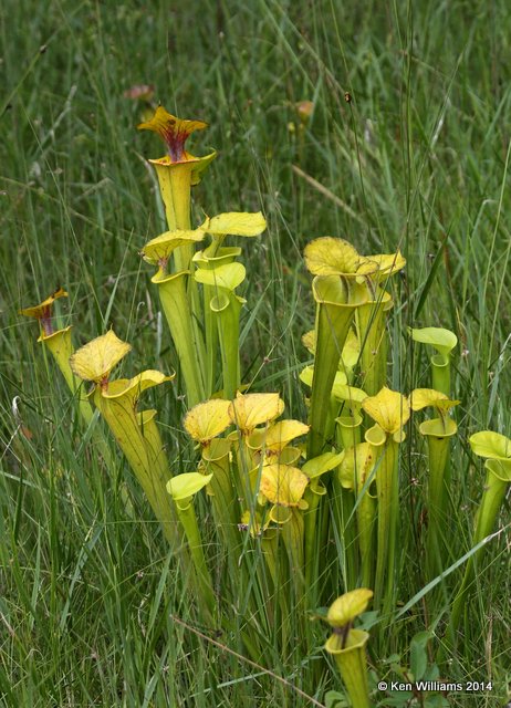 Green Pitcher Plant, Francis Marion National Forest, SC, 8-10-14,  Jp_020079.JPG