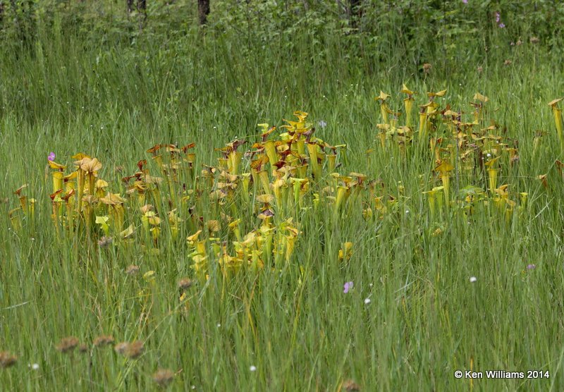 Green Pitcher Plant, Francis Marion National Forest, SC, 8-10-14,  Jp_020093.JPG