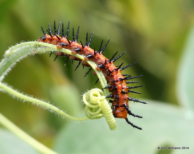 Gulf Fritillary caterpillar, Brookgreen Gardens, SC, 6-8-14, Jp_019445.JPG
