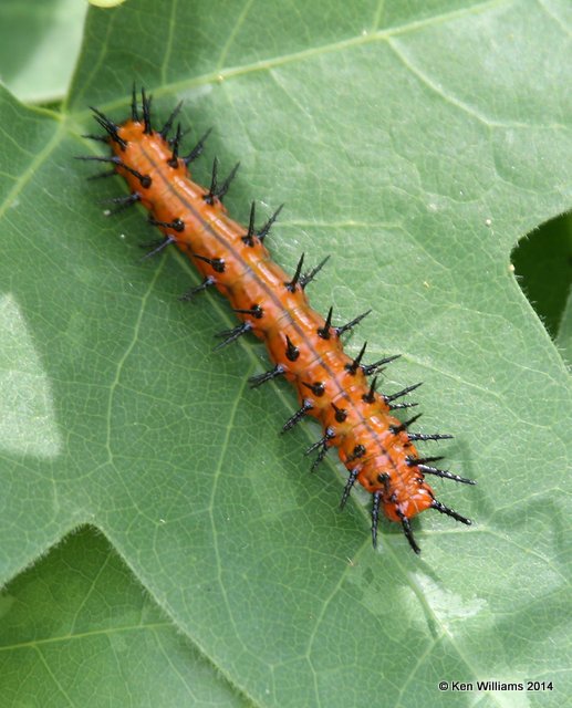 Gulf Fritillary caterpillar, Brookgreen Gardens, SC, 6-8-14, Jp_019448.JPG