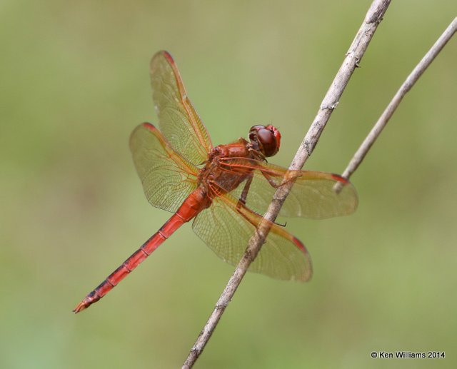 Needham's Skimmer male, Brookgreen Gardens, SC, 8-9-14, Jp_019809.JPG