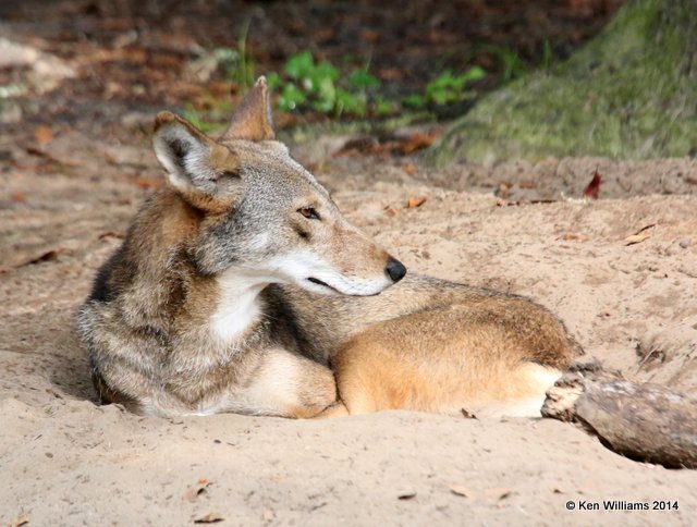 Red Wolf, Francis Marion National Forest, SC, 8-9-14,  Jp_019864.JPG