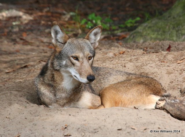 Red Wolf, Francis Marion National Forest, SC, 8-9-14,  Jp_019865.JPG