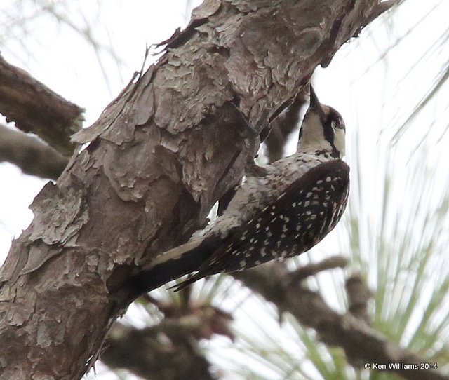 Red-cockaded Woodpecker, Francis Marion National Forest, SC, 8-10-14,  Jp_020023.JPG