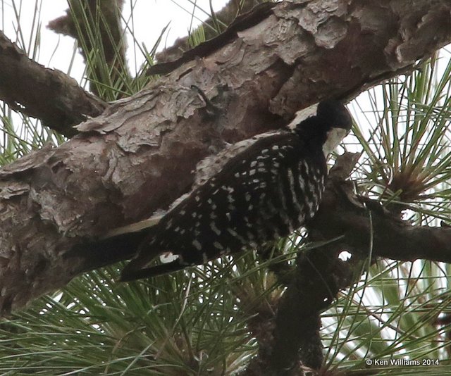 Red-cockaded Woodpecker, Francis Marion National Forest, SC, 8-10-14,  Jp_020025.JPG