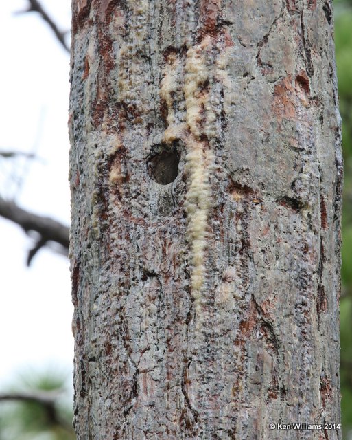 Red-cockaded Woodpecker nest hole, Francis Marion National Forest, SC, 8-10-14,  Jp_020029.JPG