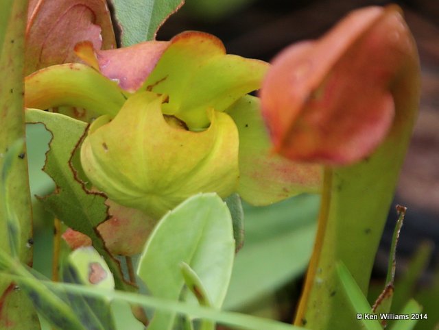 Sweet Pitcher Plant flower, Francis Marion National Forest, SC, 8-10-14,  Jp_020064.JPG