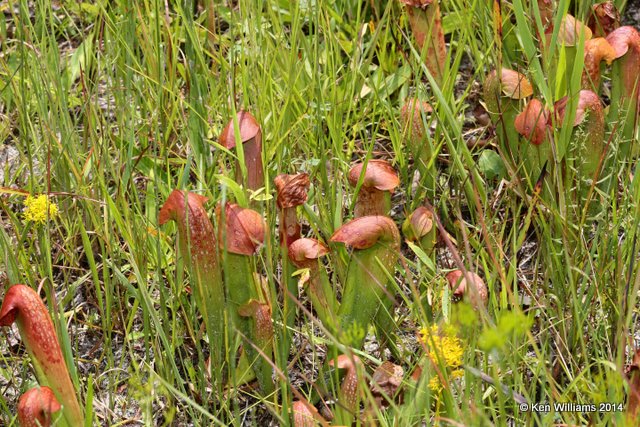 Sweet Pitcher Plant, Francis Marion National Forest, SC, 8-10-14,  Jp_020038.JPG