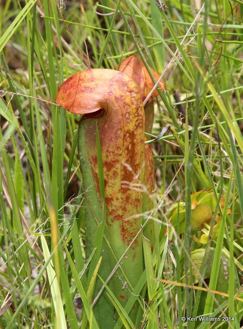 Sweet Pitcher Plant, Francis Marion National Forest, SC, 8-10-14,  Jp_020040.JPG