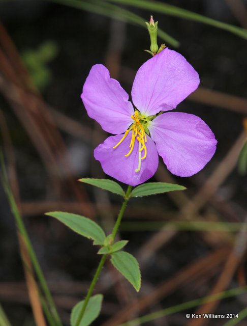 Virginia Meadow Beauty, Rhexia virginica, Francis Marion National Forest, SC, 8-10-14,  Jp_020020.JPG