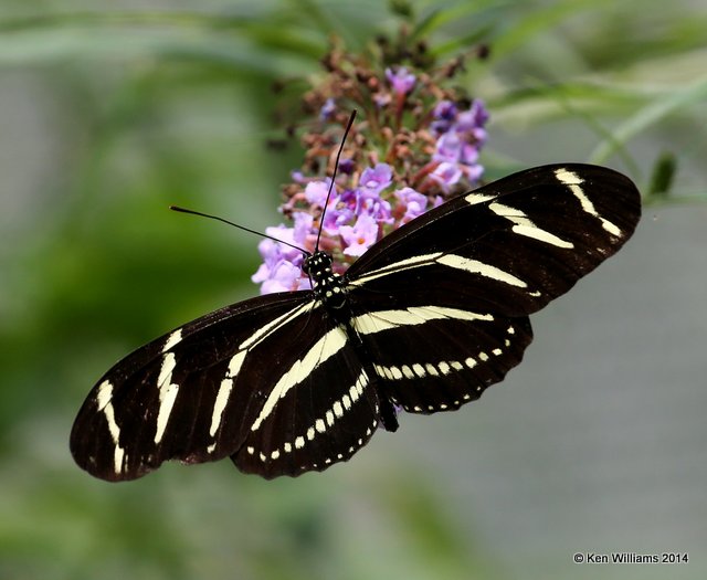Zebra Heliconian, Brookgreen Gardens, SC, 6-8-14, Jp_019573.JPG