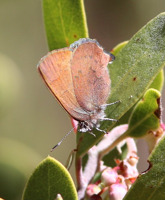 Brown Elfin, Huachuca Canyon, AZ, 2-13-14, Jp_7258.JPG