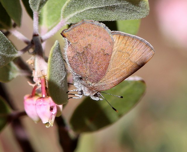 Brown Elfin, Huachuca Canyon, AZ, 2-13-14, Jp_7302.JPG