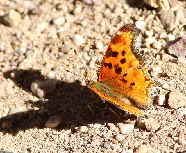 Hoary Comma, Sierra Vista, AZ, 2-13-14, Jp_7345.JPG