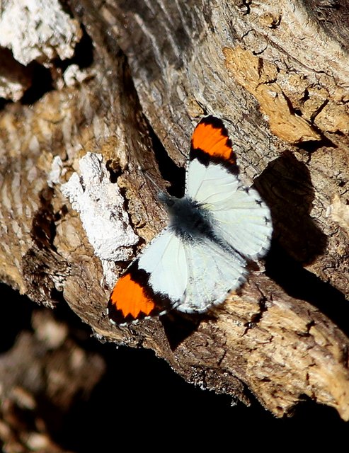 Sara Orangetip, Florida Canyon, AZ, 2-15-14, Jp_7977.JPG