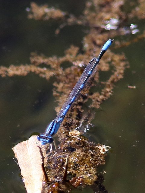 Arroyo Bluet male, Hassayampa River Preserve, AZ, 2-20-14, Jp_0726.JPG