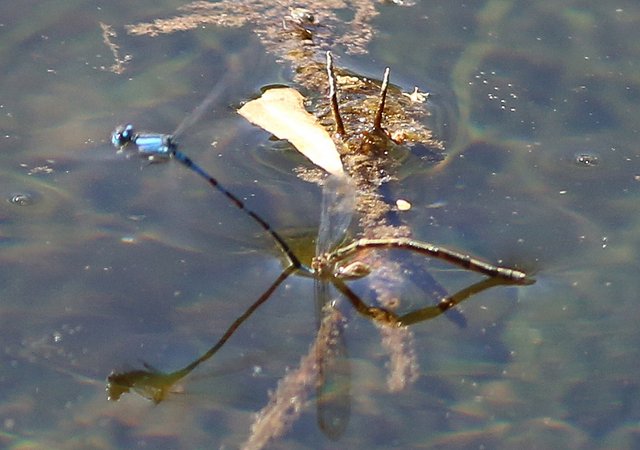 Arroyo Bluet, Hassayampa River Preserve, AZ, 2-20-14, Jp_0715.JPG