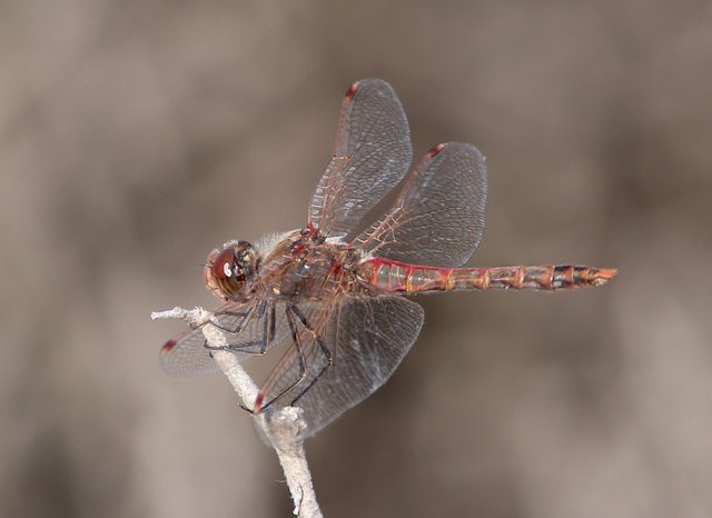 Variegated Meadowhawk male, Gilbert Water Park, Gilbert, AZ, 2-19-14, Jp_0398.JPG