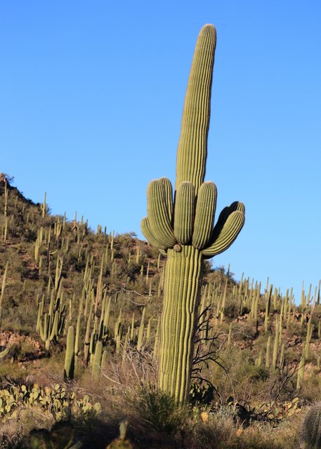 Saguaro Cactus, Tucson, AZ, 2-18-14, Jp_9345.JPG