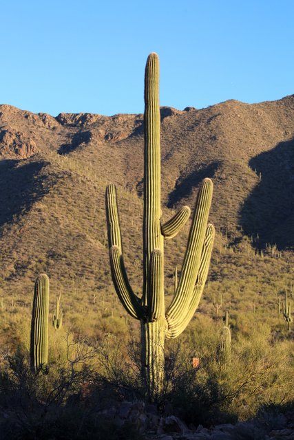 Saguaro Cactus, Tucson, AZ, 2-18-14, Jp_9348.JPG