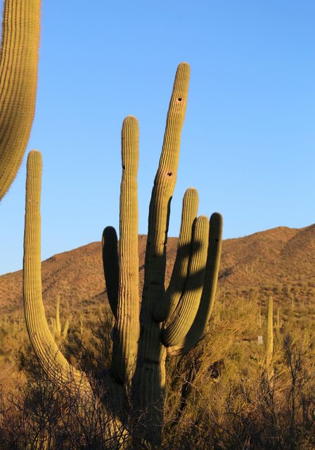Saguaro Cactus, Tucson, AZ, 2-18-14, Jp_9350.JPG