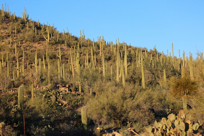 Saguaro Cactus, Tucson, AZ, 2-18-14, Jp_9351.JPG