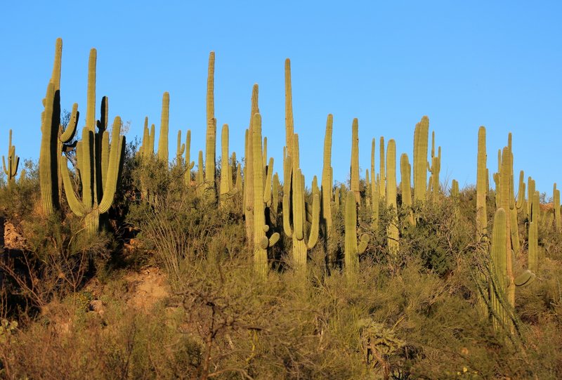Saguaro Cactus, Tucson, AZ, 2-18-14, Jp_9353.JPG