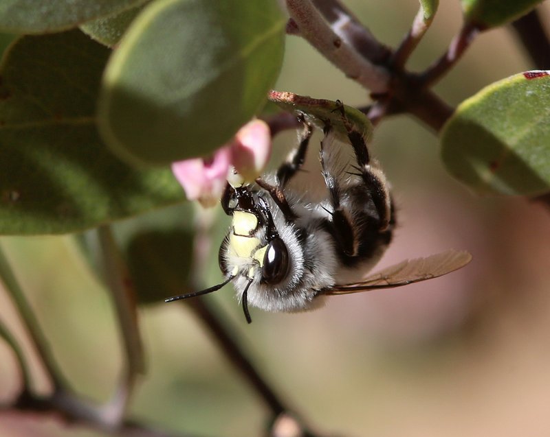 Bee, Huachuca Canyon, AZ, 2-13-14, Jp_7261.JPG