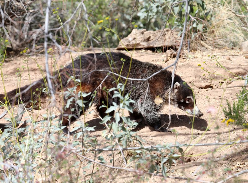 Coatimundi, Arizona-Sonora Desert Museum, Tucson, AZ, 2-17-14, Jp_8626.JPG