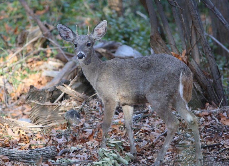 White-tailed Deer buck - Coues, Sierra Vista, AZ, 2-13-14, Jp_7388.JPG