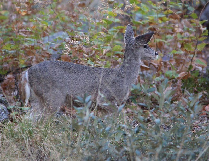 White-tailed Deer doe - Coues, Sierra Vista, AZ, 2-13-14, Jp_7406.JPG