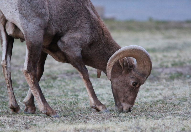 Desert Big Horned Sheep ram, HY 191, AZ, 2-11-14, Jp_6119.JPG