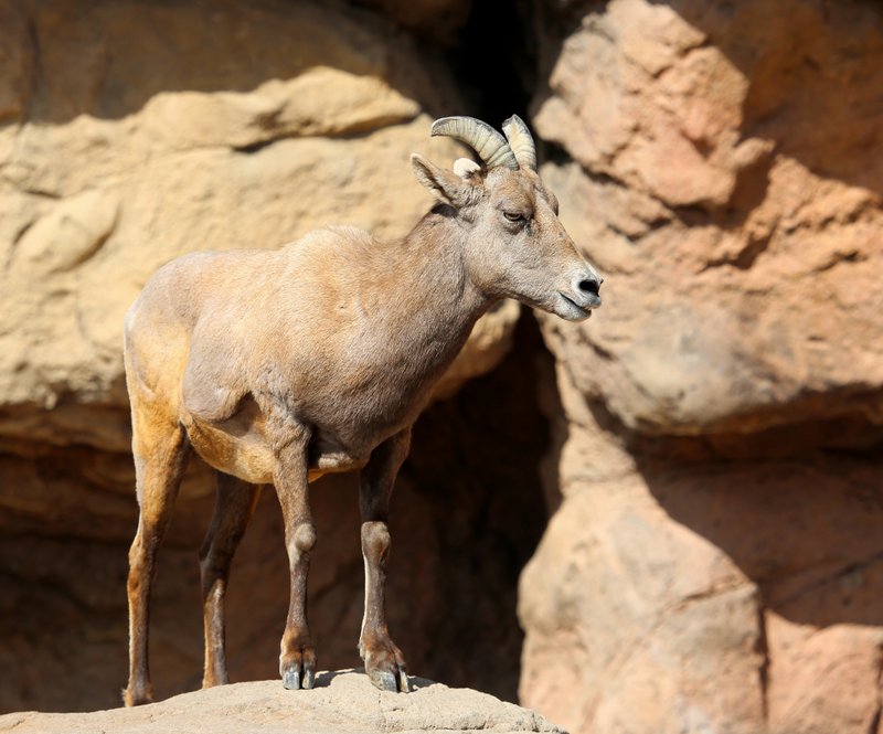 Desert Bighorn ewe, Arizona-Sonora Desert Museum, Tucson, AZ, 2-17-14, Jp_8580.JPG