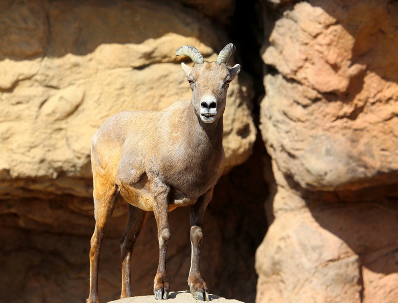 Desert Bighorn ewe, Arizona-Sonora Desert Museum, Tucson, AZ, 2-17-14, Jp_8583.JPG