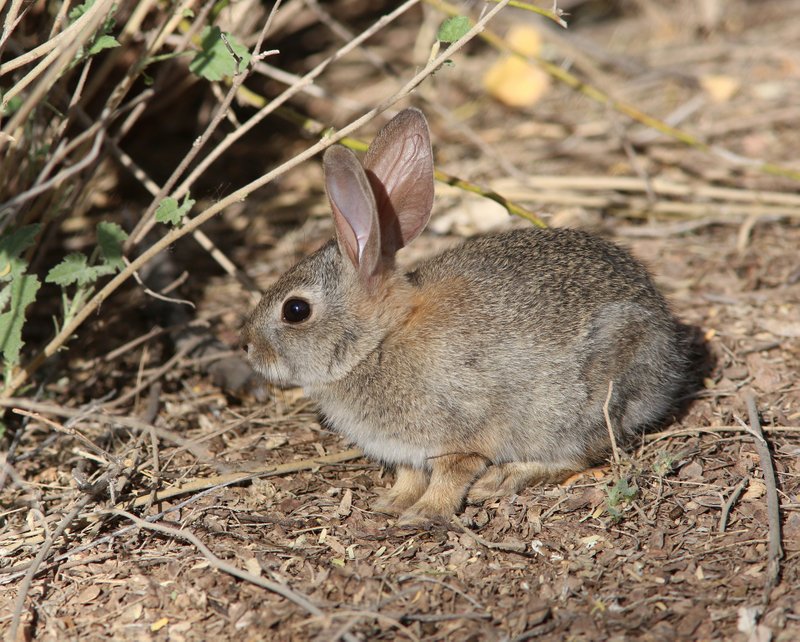 Desert Cottontail, Gilbert Water Park, Gilbert, AZ, 2-19-14, Jp_0406.JPG