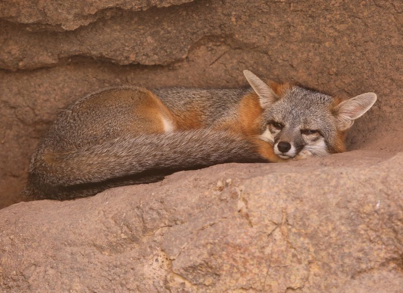 Gray Fox, Arizona-Sonora Desert Museum, Tucson, AZ, 2-17-14, Jp2_8573.JPG