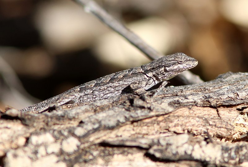 Ornate Tree Lizard,  Urosaurus ornatus, Patagonia State Park, AZ, 2-14-14, Jp_7735.JPG