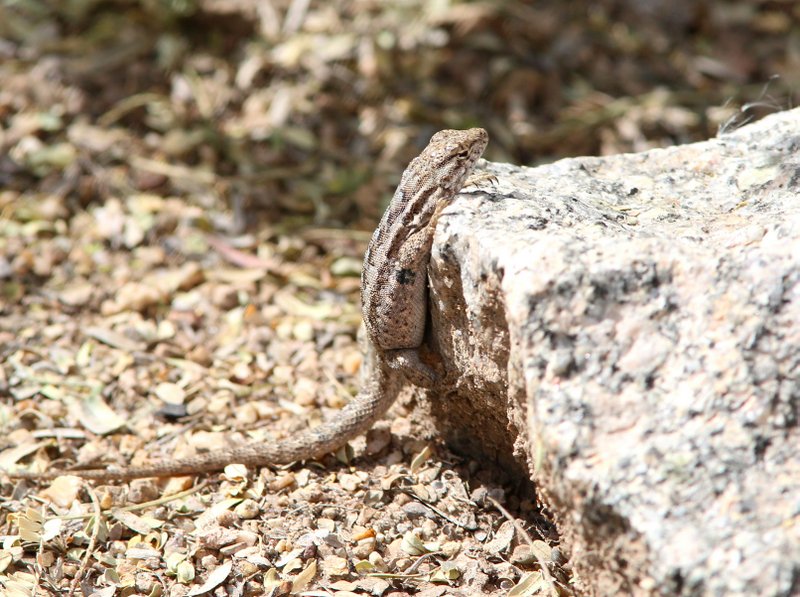 Common Side-blotched Lizard, Uta stansburiana, Hassayampa River Preserve, AZ, 2-20-14, Jp_0688.JPG