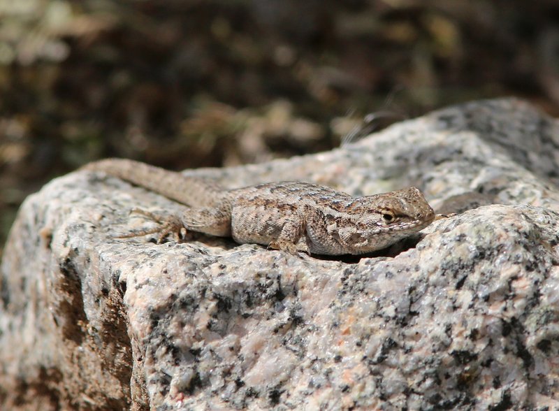 Common Side-blotched Lizard, Uta stansburiana, Hassayampa River Preserve, AZ, 2-20-14, Jp_0690.JPG