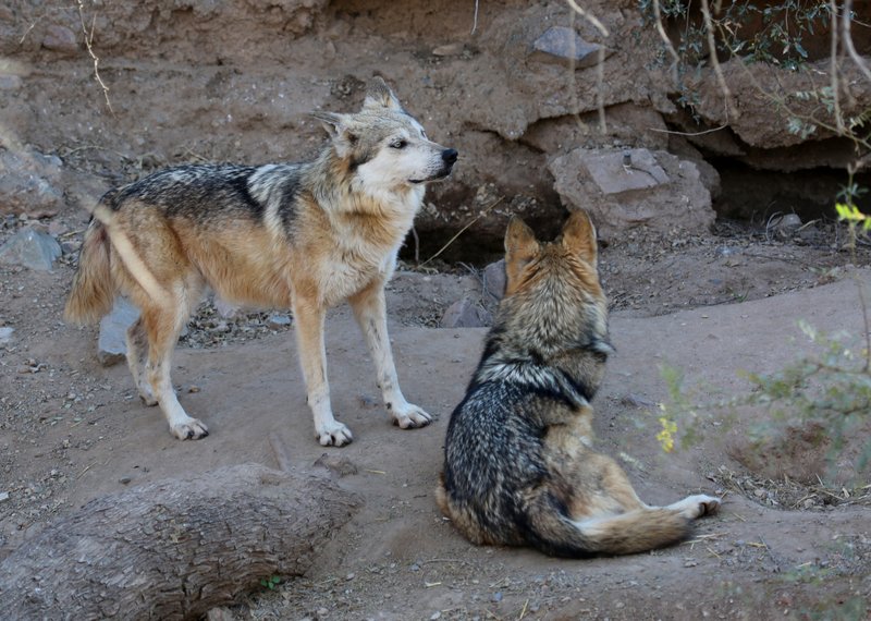 Mexican Gray Wolf, Arizona-Sonora Desert Museum, Tucson, AZ, 2-17-14, Jp_8328.JPG