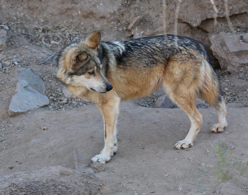 Mexican Gray Wolf, Arizona-Sonora Desert Museum, Tucson, AZ, 2-17-14, Jp_8347.JPG
