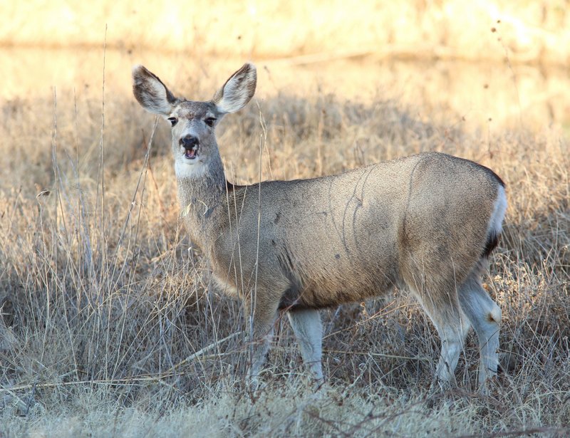 Mule Deer doe, Bosque del Apache  NWR, NM, 2-11-14, Jp_5977.JPG