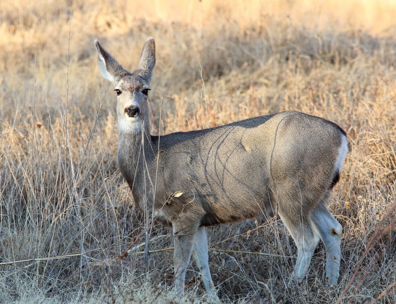 Mule Deer doe, Bosque del Apache  NWR, NM, 2-11-14, Jp_5984.JPG