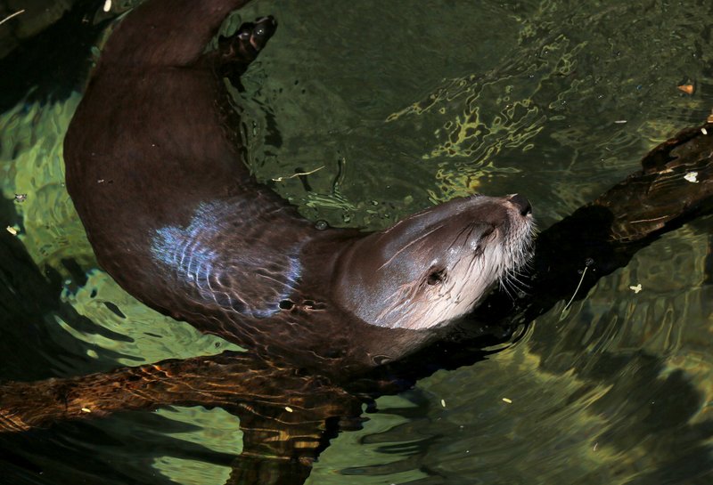 River Otter Arizona-Sonora Desert Museum, Tucson, AZ, 2-17-14, Jp_8632.JPG