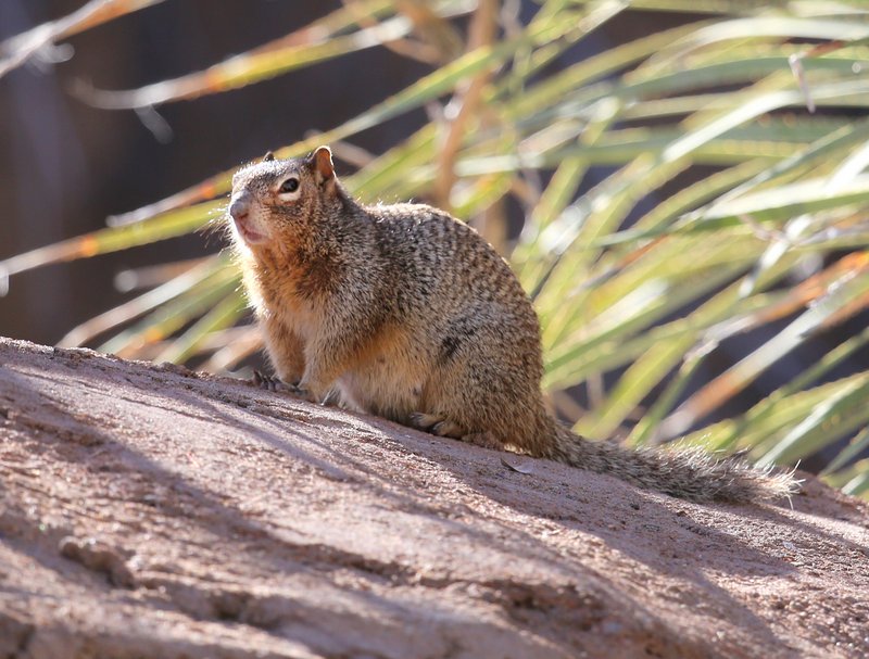Rock Squirrel, Tucson, AZ, 2-17-14, Jp_8326.JPG